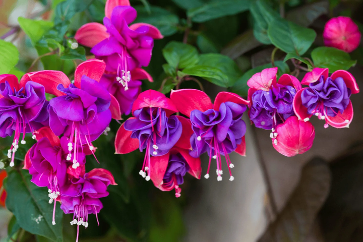 Purple Green Fuchsia Flower Seeds for Planting | Heirloom Non-GMO High Germination Organic Garden Seeds