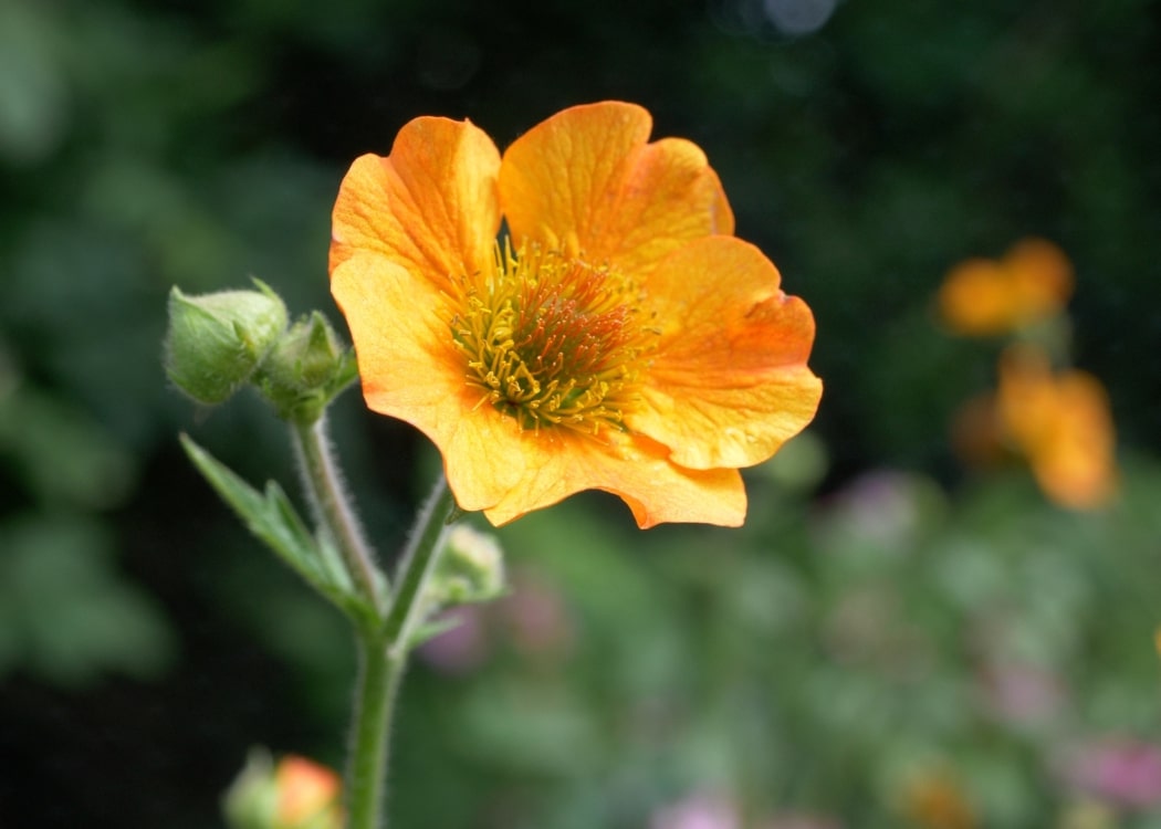 Geum Flower Seeds for Planting – Heirloom, Non-GMO, Low Maintenance Organic Garden Seeds