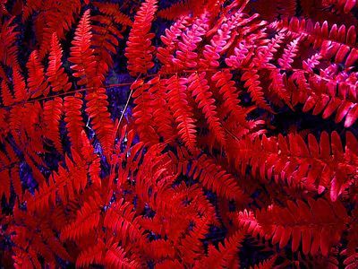Red Fern Flower Seeds for Planting – Heirloom, Non-GMO, High Germination Organic Garden Seeds