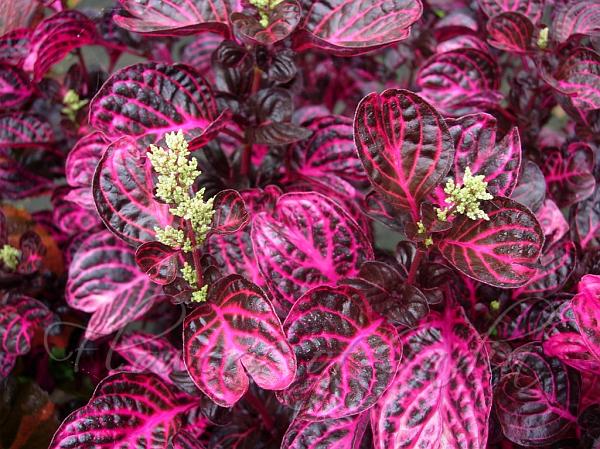 Purple Iresine Flower Seeds for Planting – Heirloom, Non-GMO, Drought Tolerant Organic Garden Seeds