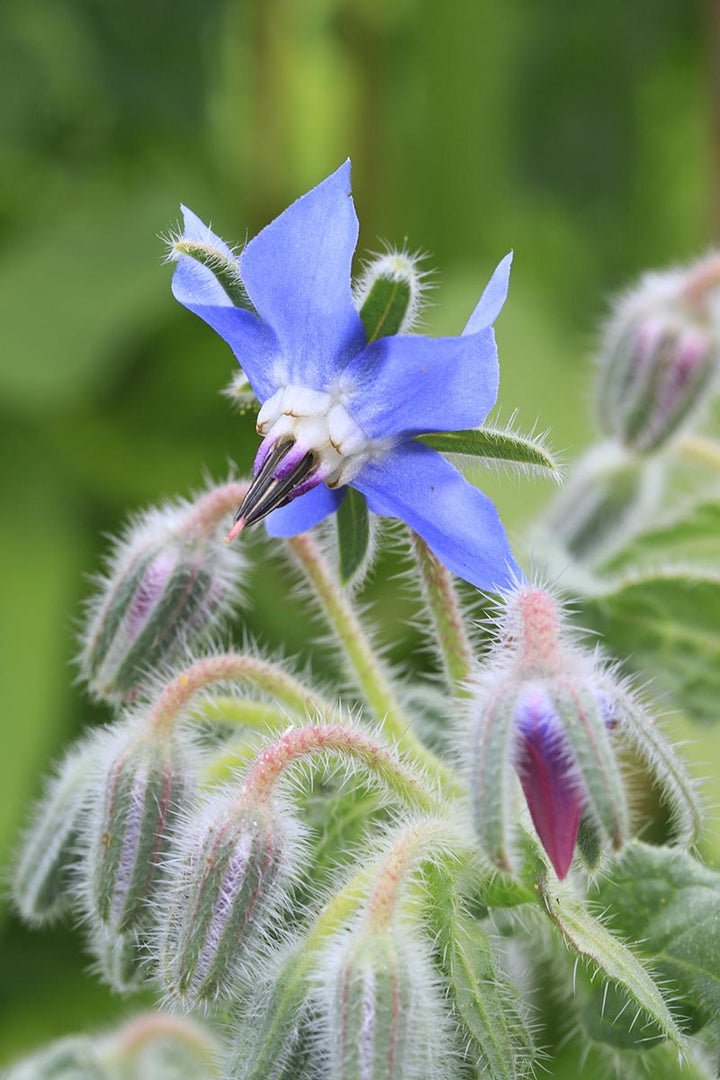Dark Blue Borago Flower Seeds for Planting – Heirloom, Non-GMO, High Germination, Organic Garden Seeds
