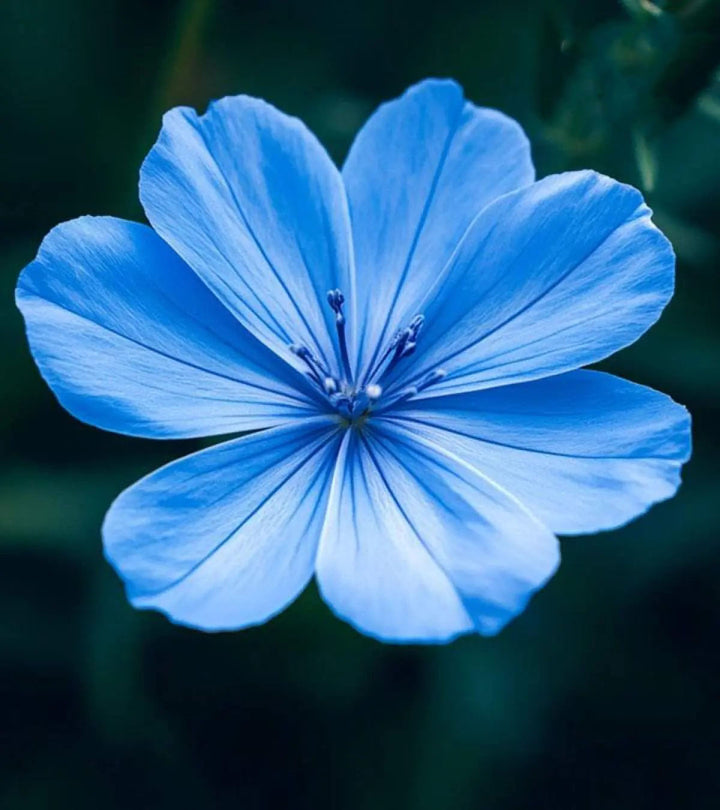 Blue Flower Seeds for Planting – Heirloom, Non-GMO, High Germination Organic Garden Seeds