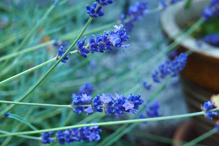 Thick Blue Lavender Flower Seeds for Planting – Heirloom, Non-GMO, High Germination Organic Garden Seeds