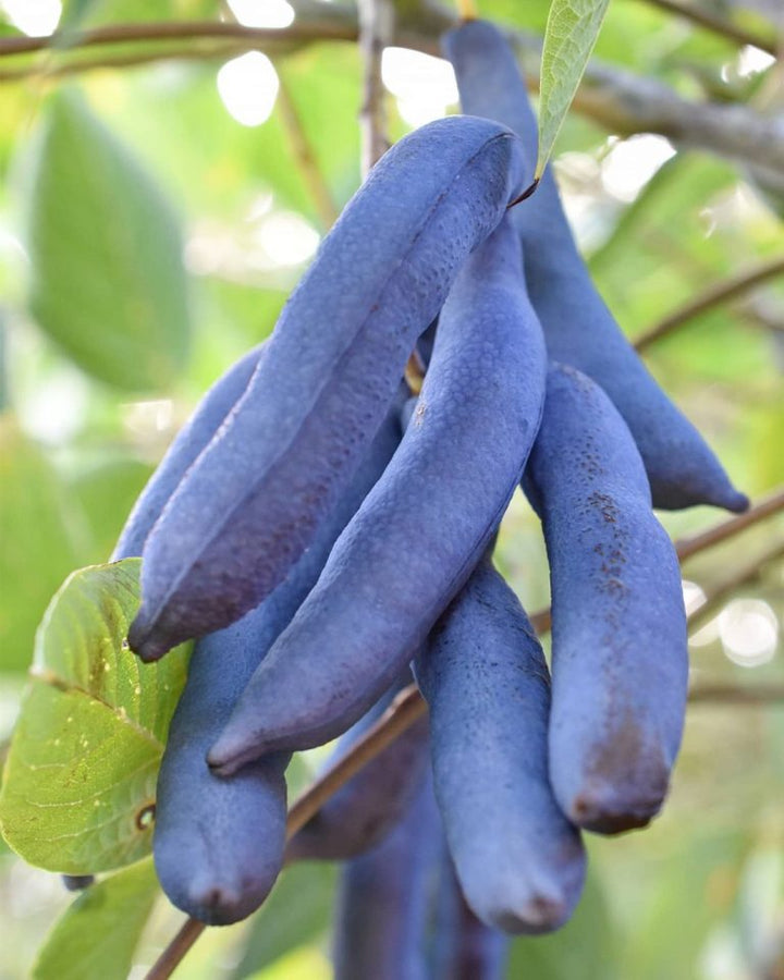 Blue Sausage Fruit Seeds for Planting – Heirloom & Non-GMO Garden seeds, exotic blue pod-shaped fruits