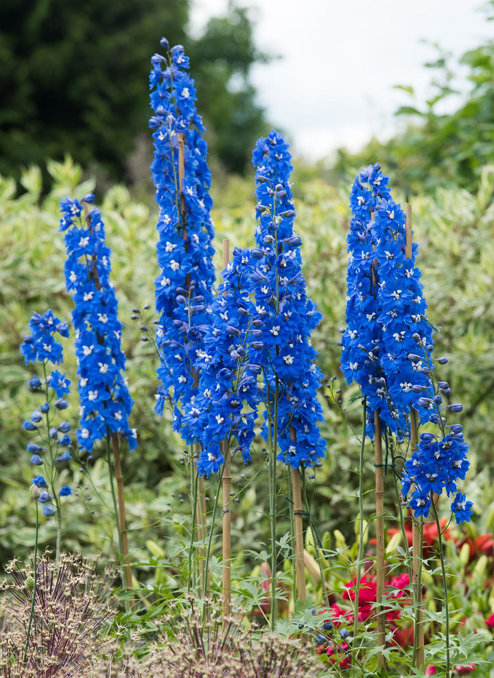 Blue Lavender Flower Seeds for Planting – Heirloom, Non-GMO, Bright Blooms, High Germination