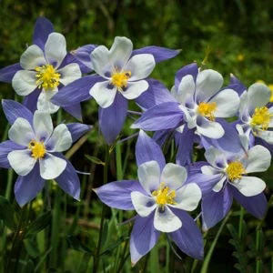 Colorado Flower Seeds for Planting – Heirloom Non-GMO, High Germination Organic Garden Seeds