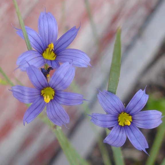 Sisyrinchium Montanum Flower Seeds for Planting | Heirloom Non-GMO Organic Garden Seeds