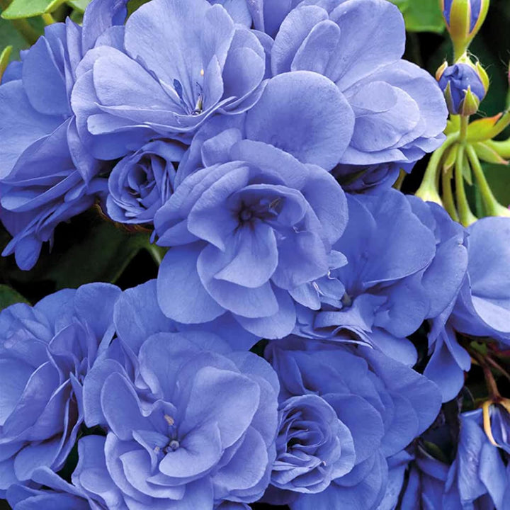 Blue Geranium Flores Flower Seeds for Planting - Heirloom, Non-GMO, High Germination Organic Garden Seeds for Seasonal Bloom
