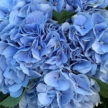 Blue Geranium Flores Flower Seeds for Planting - Heirloom, Non-GMO, High Germination Organic Garden Seeds for Seasonal Bloom