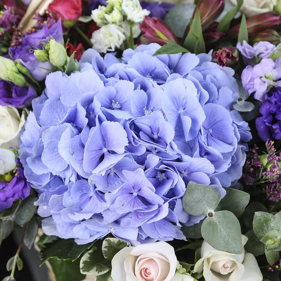 Blue Geranium Flores Flower Seeds for Planting - Heirloom, Non-GMO, High Germination Organic Garden Seeds for Seasonal Bloom