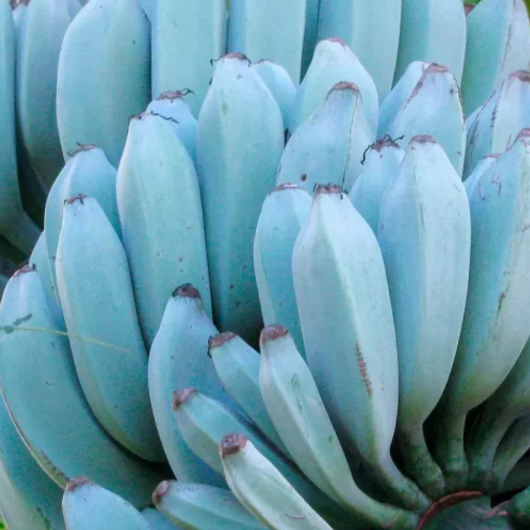 Fruit Seeds,Garden seeds, Seeds For Planting,Plant Seeds