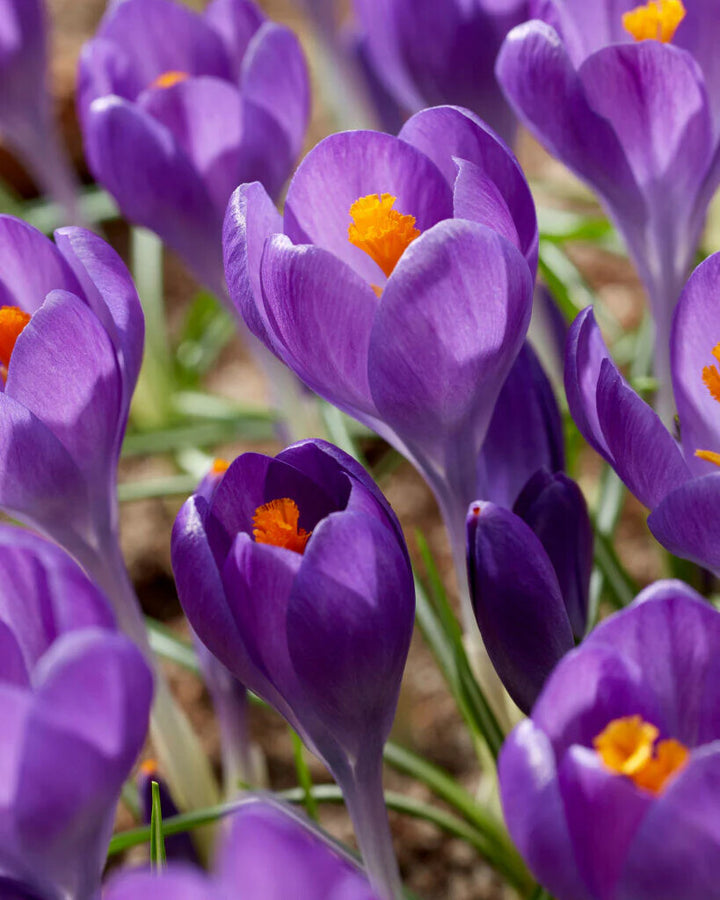 Blue Ocean Crocus Flower Seeds for Planting – Heirloom Non-GMO, High Germination Organic Garden Seeds