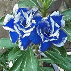 Blue Purple Adenium Flower Seeds for Planting – Heirloom, Non-GMO, High Germination Organic Garden Seeds for Colorful Home Display