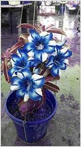 Blue Purple Adenium Flower Seeds for Planting – Heirloom, Non-GMO, High Germination Organic Garden Seeds for Colorful Home Display