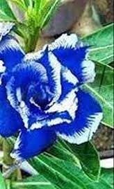 Blue Purple Adenium Flower Seeds for Planting – Heirloom, Non-GMO, High Germination Organic Garden Seeds for Colorful Home Display