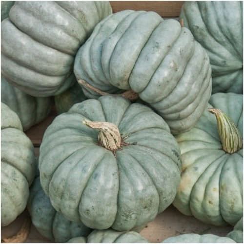 Grey Pumpkin Vegetable Seeds for Planting – Heirloom, Non-GMO, High Germination, Organic Garden Seeds