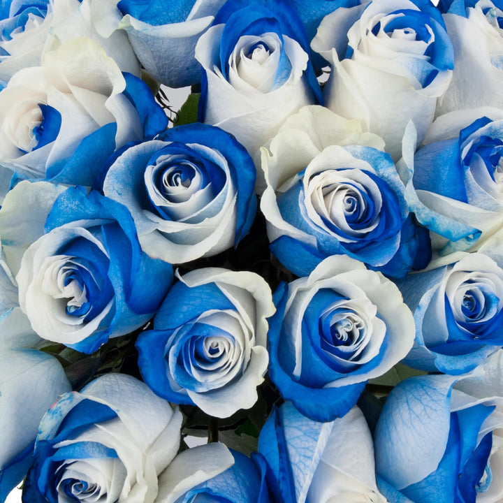 Blue White Rose Flower Seeds for Garden – Heirloom, Non-GMO, Wildflower Mix, High Germination