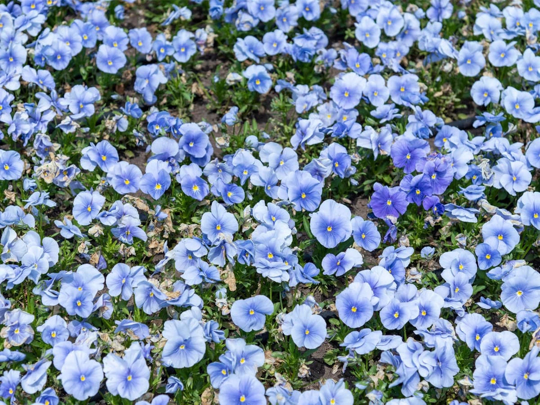 Blue Pansy Flower Seeds for Planting – Heirloom, Non-GMO, High Germination Garden Seeds