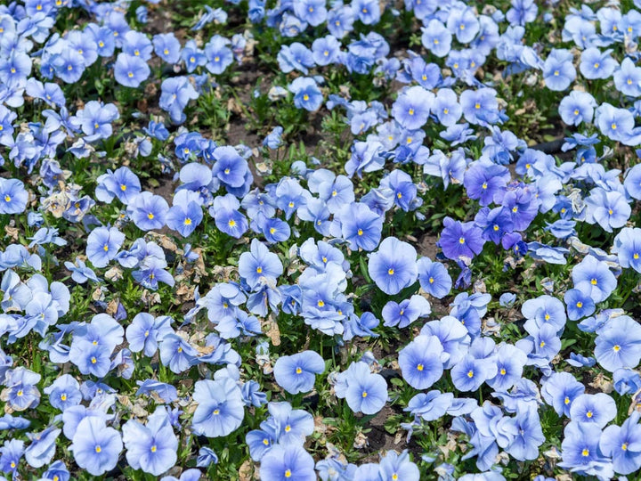 Blue Pansy Flower Seeds for Planting – Heirloom, Non-GMO, High Germination Garden Seeds