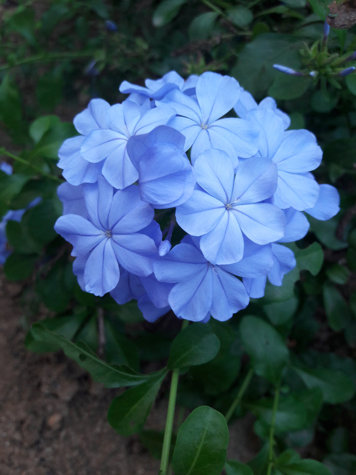 Sky Blue Vinca Flower Seeds for Planting – Heirloom, Non-GMO, High Germination Organic Garden Seeds