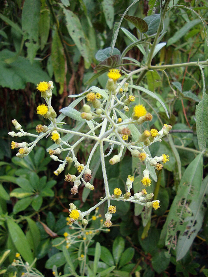 Blumea Flower Seeds for Planting – Heirloom, Non-GMO, High Germination Organic Garden Seeds