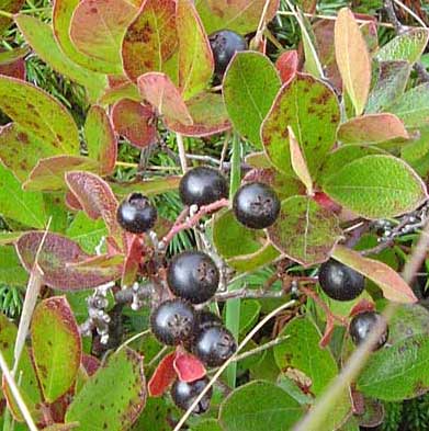 Mountain Huckleberry Bush Seeds for Planting - Drought Tolerant, Heirloom & GMO Free Seeds for Home Garden