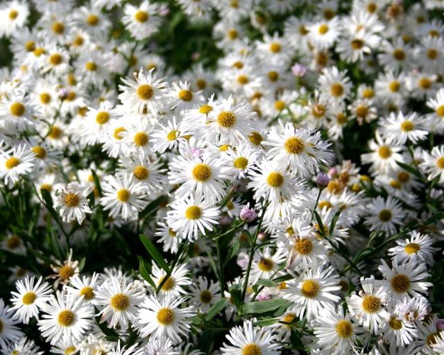 Flower Seeds, Seeds,Seeds For Planting,Plant Seeds