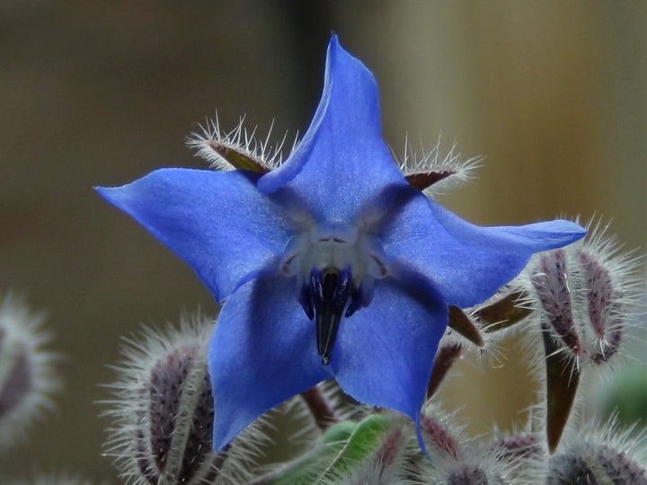 Flower Seeds, Seeds,Seeds For Planting,Plant Seeds