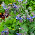 Borage Seeds for Planting – Organic, Heirloom, Non-GMO Herb & Edible Flower Seeds for Pollinator and Culinary Gardens