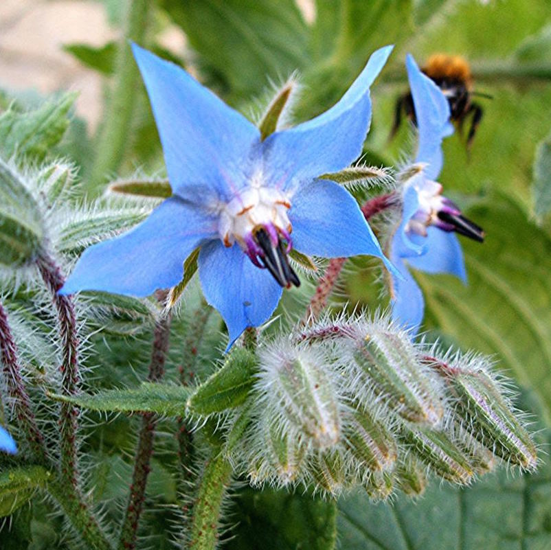 Blue Borage Flower Seeds for Planting – Heirloom Non-GMO, High Germination Organic Garden Seeds