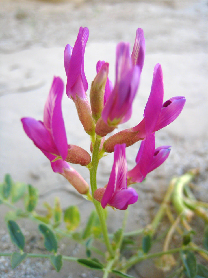 Astragalus Flower Seeds for Planting – Heirloom Non-GMO, High Germination Organic Garden Seeds