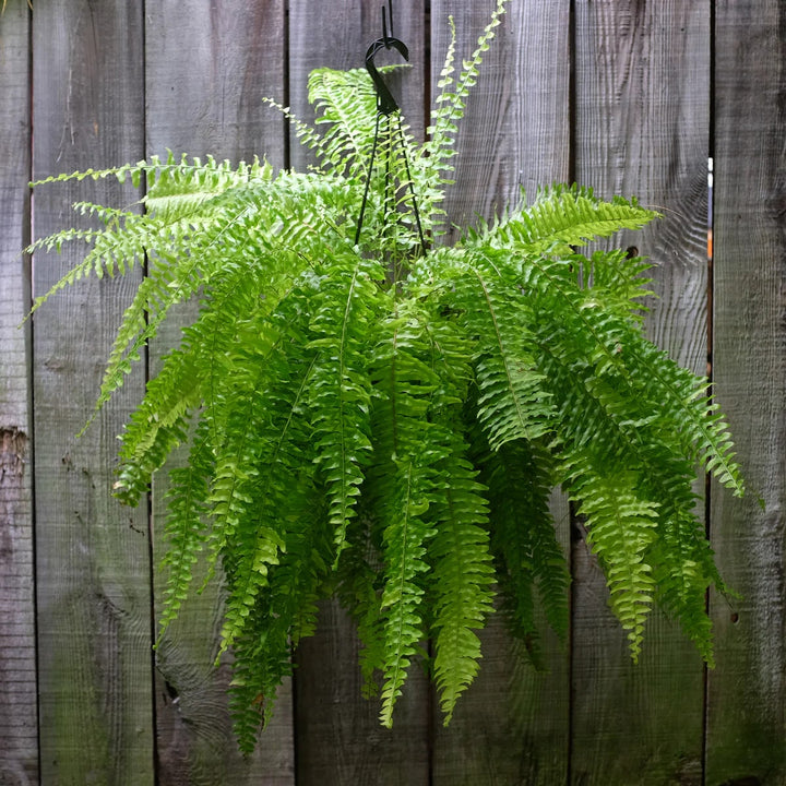 Green Fern Seeds for Planting – Heirloom, Non-GMO, Hardy Variety, High Germination