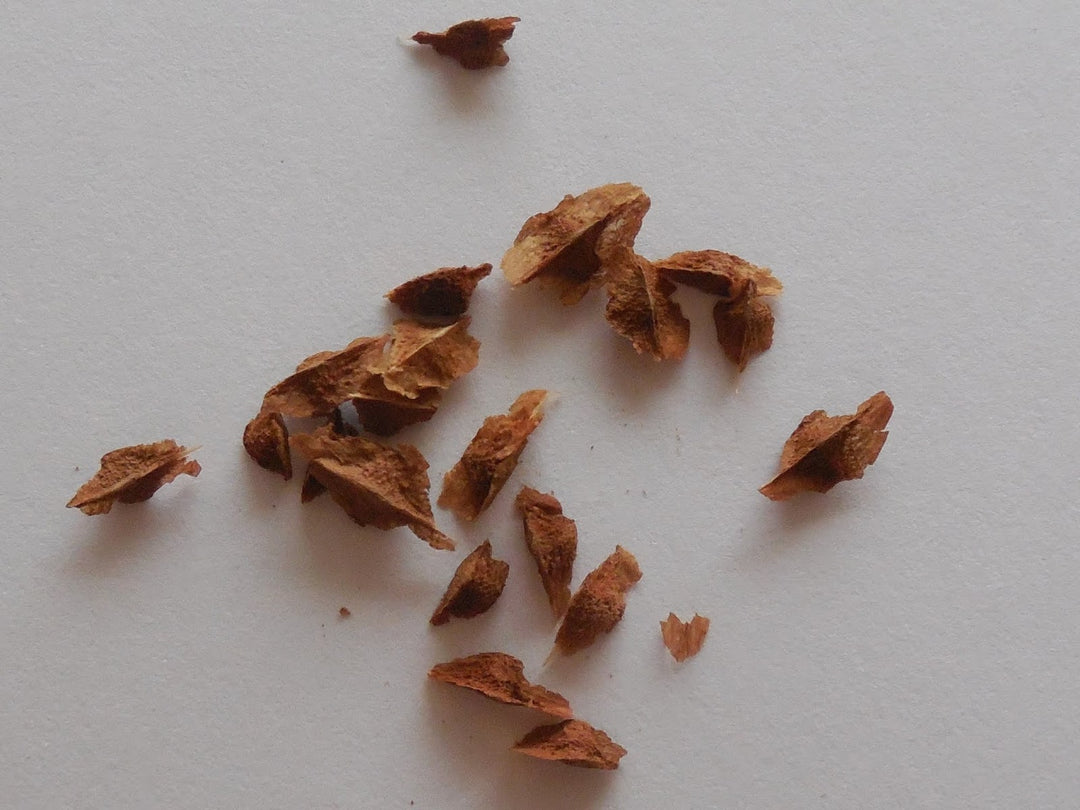 Boswellia Sacra Seeds for Planting – Heirloom, NON-GMO, Easy to Grow Frankincense Tree Seeds, 100 pcs