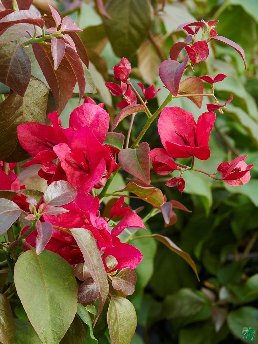 Burgundy Bougainvillea Flower Seeds for Planting – Compact Growth, Heirloom & Non-GMO Seeds for Home Garden