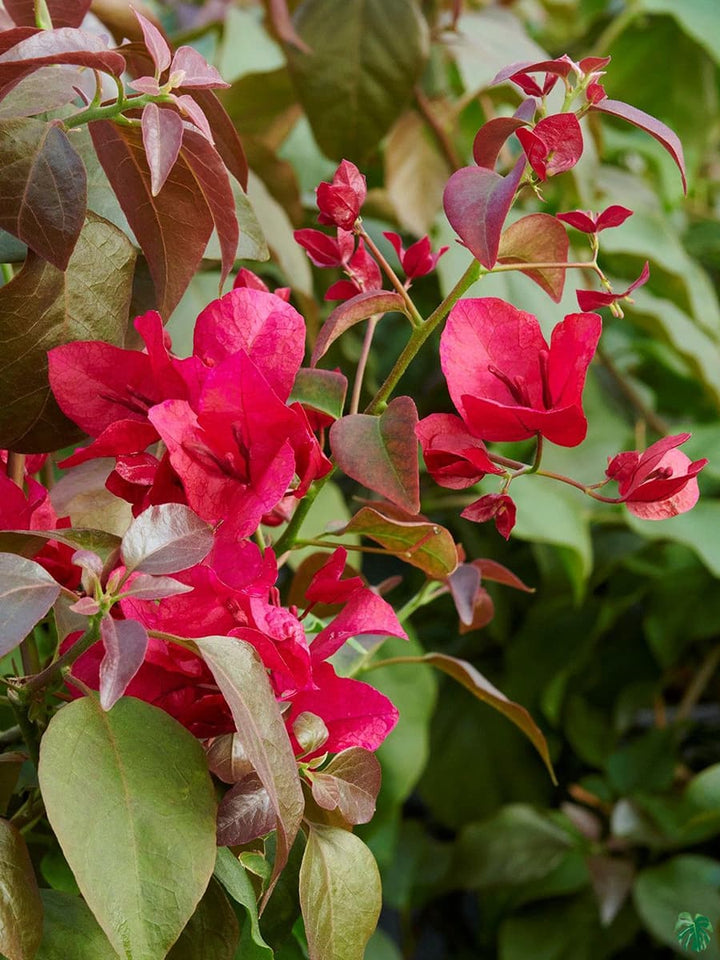 Burgundy Bougainvillea Flower Seeds for Planting – Compact Growth, Heirloom & Non-GMO Seeds for Home Garden