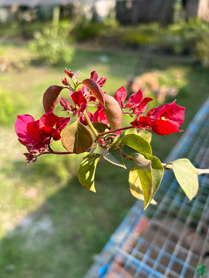 Burgundy Bougainvillea Flower Seeds for Planting – Compact Growth, Heirloom & Non-GMO Seeds for Home Garden