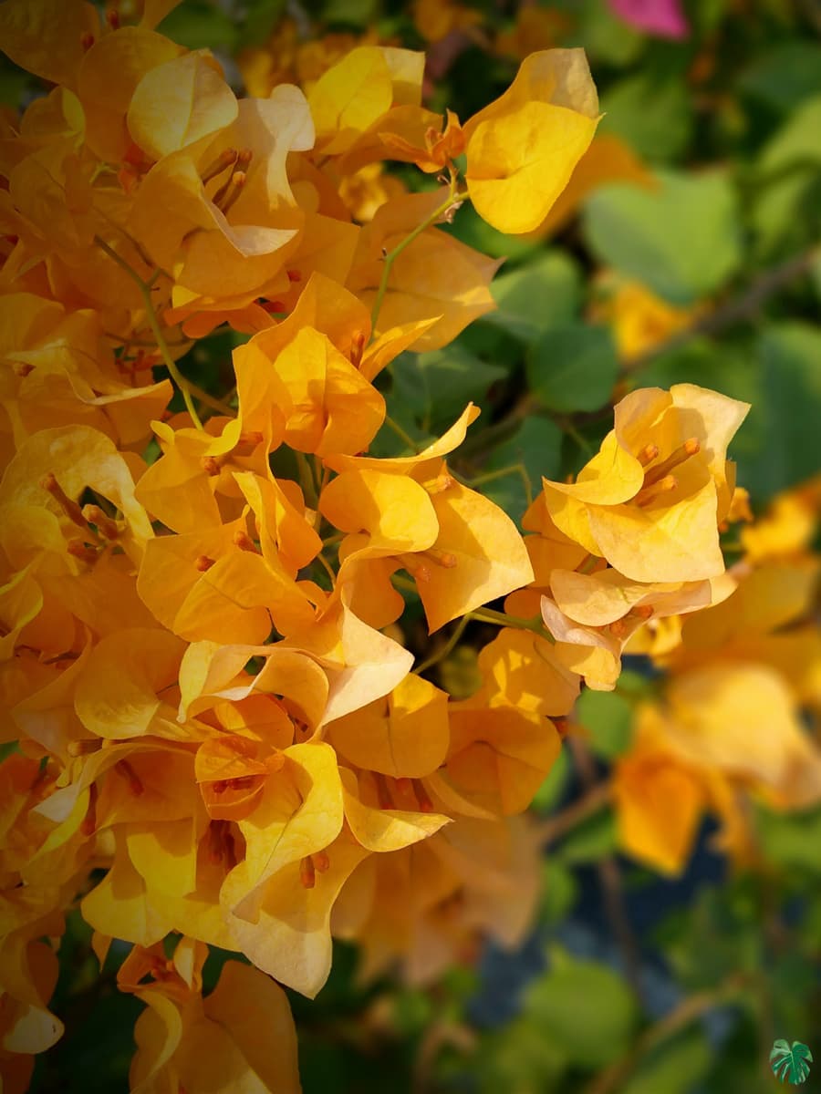 Light Orange Bougainvillea Flower Seeds for Planting – Heirloom, Non-GMO, High Germination Organic Garden Seeds
