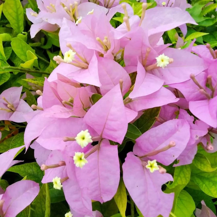 Bougainvillea Flower Seeds for Planting Soft Pink – Vibrant Colors, Heirloom, Non-GMO, High Germination Organic Garden Seeds