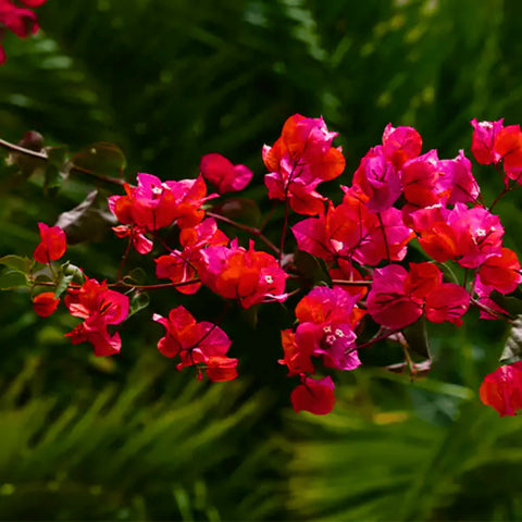Flower Seeds, Seeds,Seeds For Planting,Plant Seeds