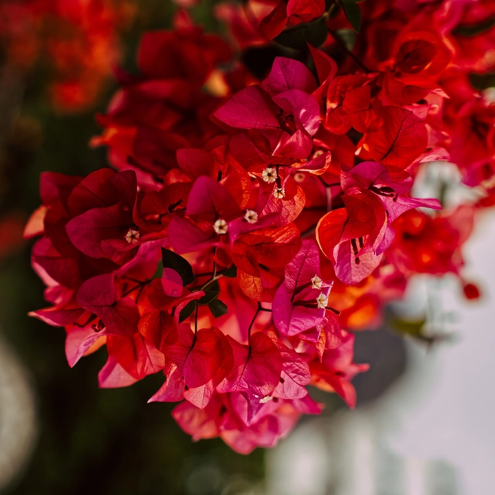 Bougainvillea Flower Seeds for Planting Maroon – Heirloom, Non-GMO, High Germination Organic Seeds