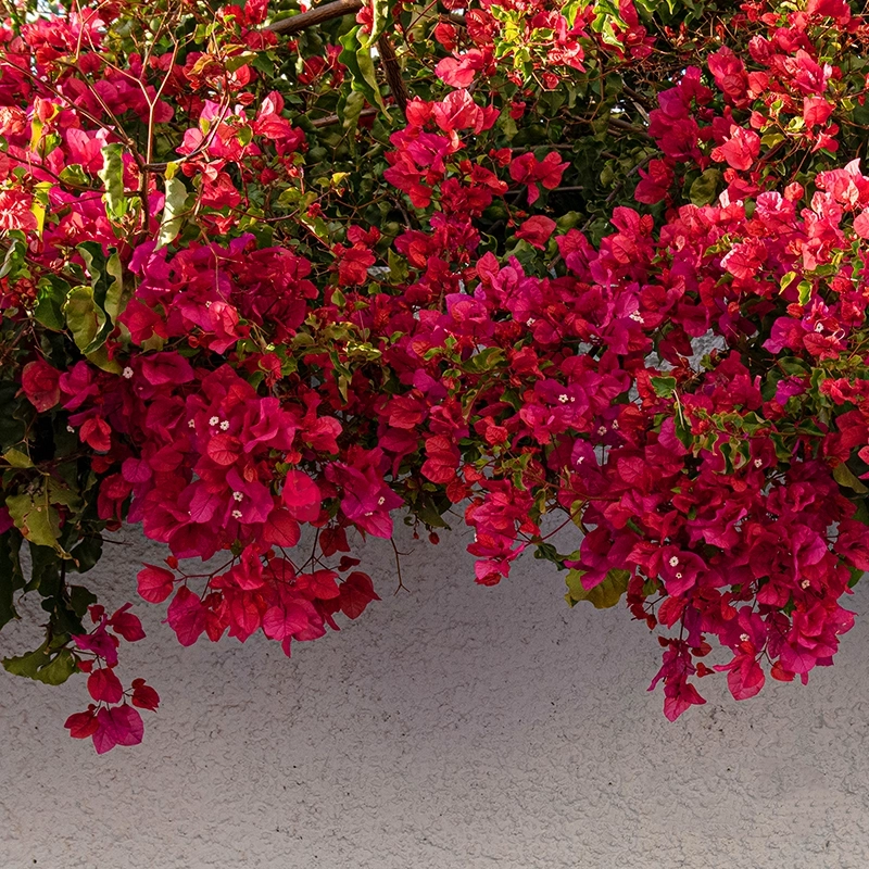 Bougainvillea Flower Seeds for Planting Maroon – Heirloom, Non-GMO, High Germination Organic Seeds