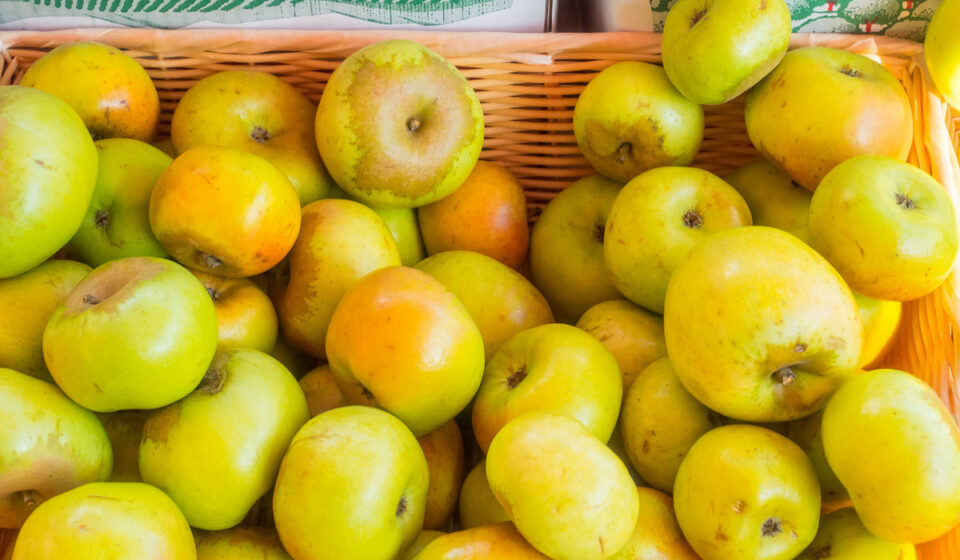 Crispin Green Apple fruit seeds for planting - Heirloom & Non-GMO Garden seeds, ideal for organic gardens