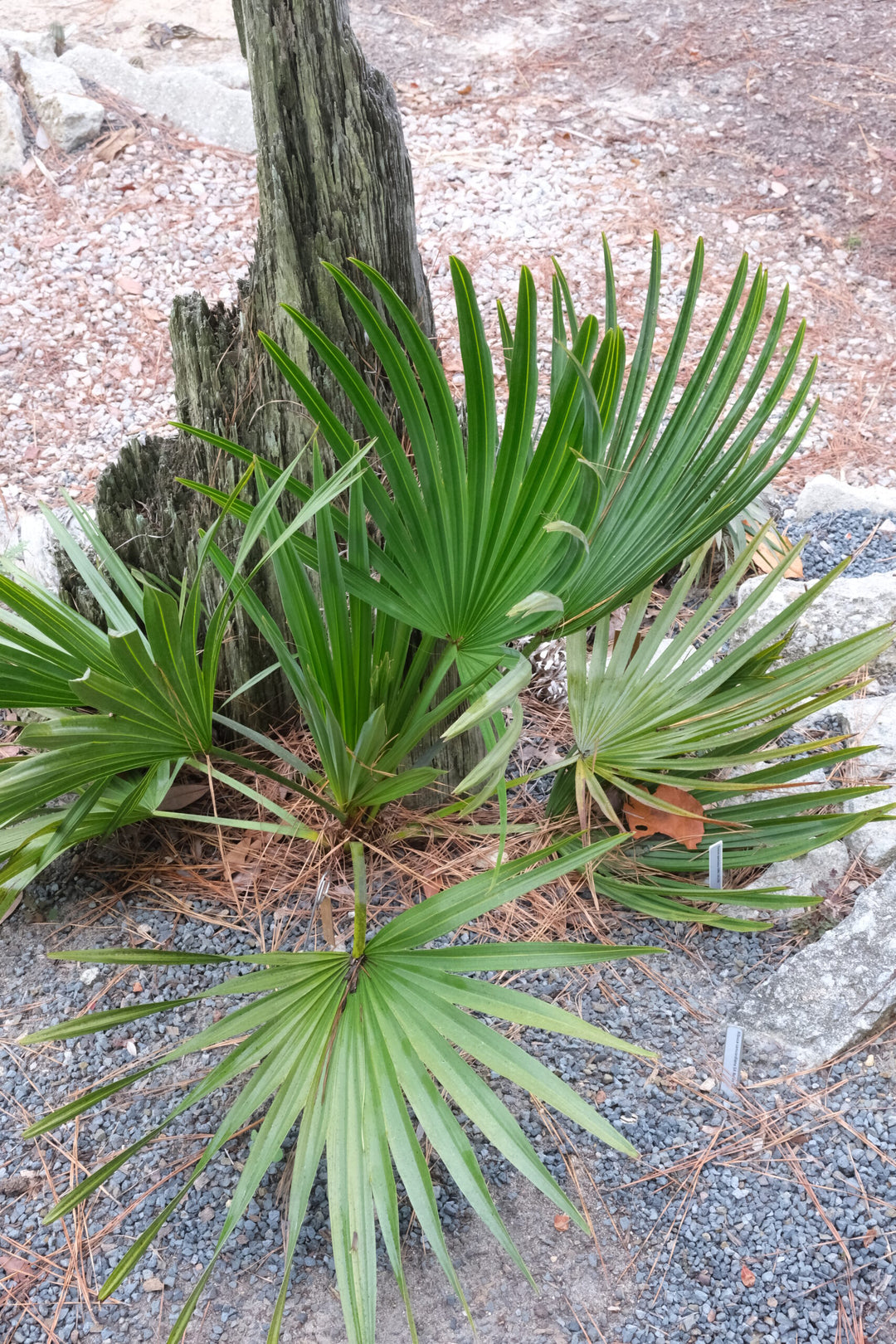 Brahea Decumbens Herb Seeds for Planting – Heirloom, Non-GMO, Organic Garden Seeds with High Germination