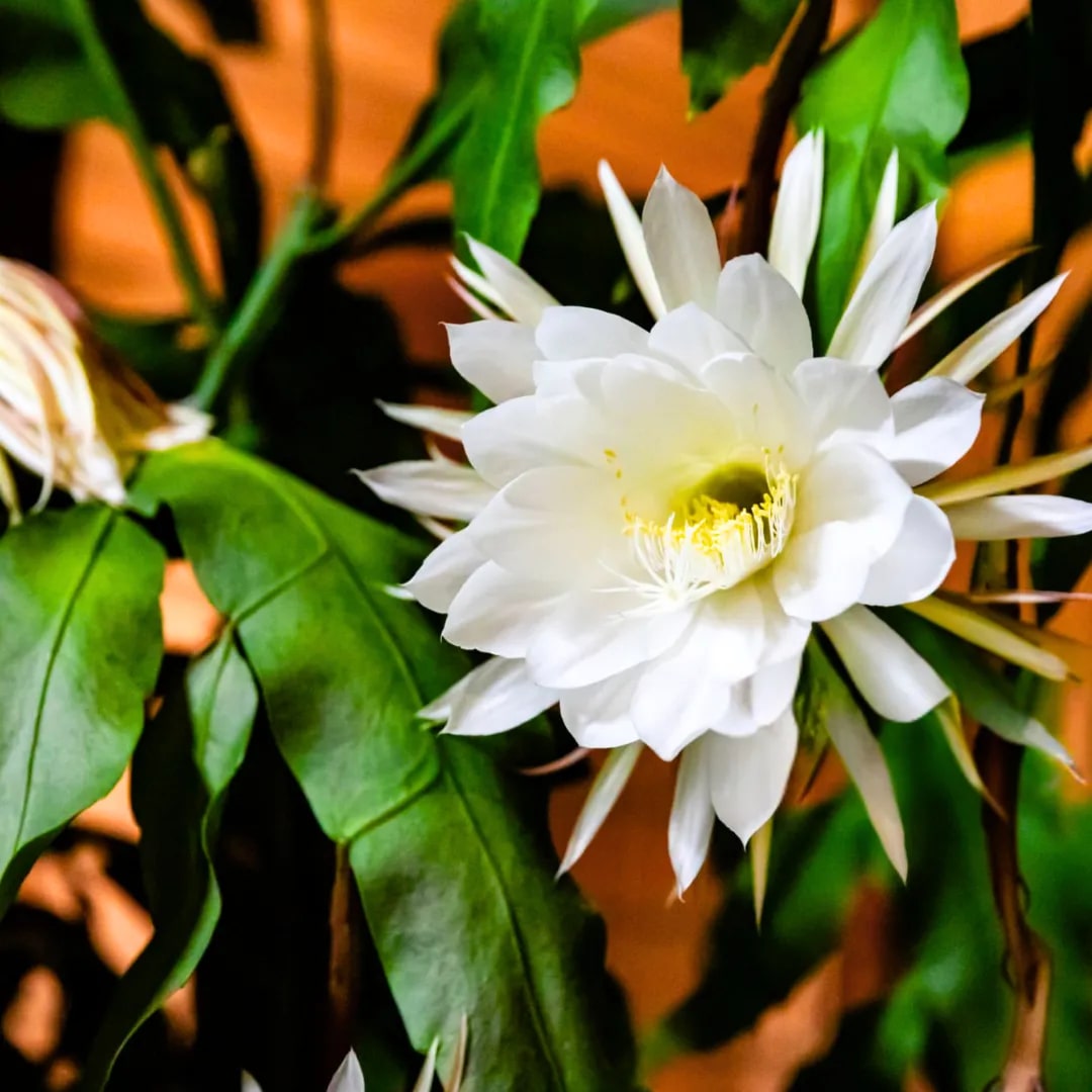 White Epiphyllum Flower Seeds – Fragrant Blooms, Heirloom &amp; Non-GMO Seeds for Home Garden