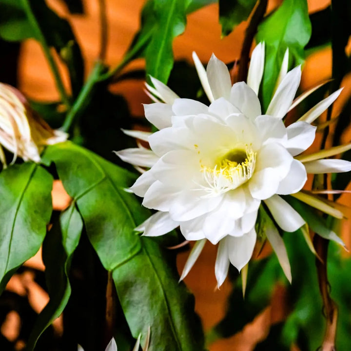 White Epiphyllum Flower Seeds – Fragrant Blooms, Heirloom &amp; Non-GMO Seeds for Home Garden