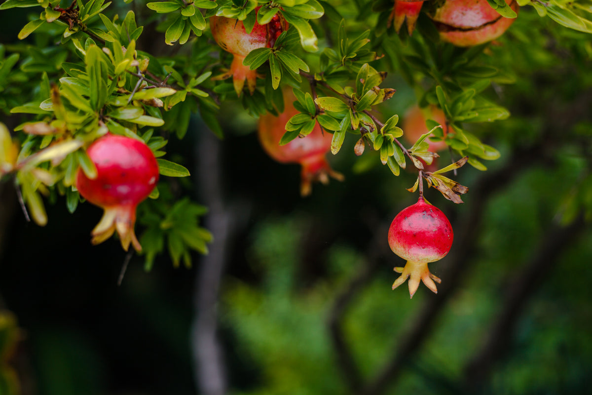 Mixed Pomegranate Fruit Seeds for Planting – Heirloom, Non-GMO Sweet and Tangy Garden Fruit Seeds