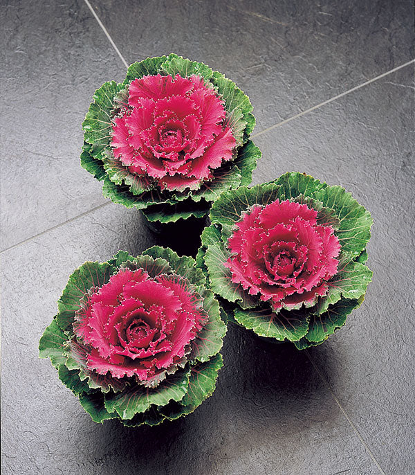 Violet Red Brassica Oleracea Flower Seeds for Planting – Heirloom, Non-GMO, High Germination Organic Garden Seeds