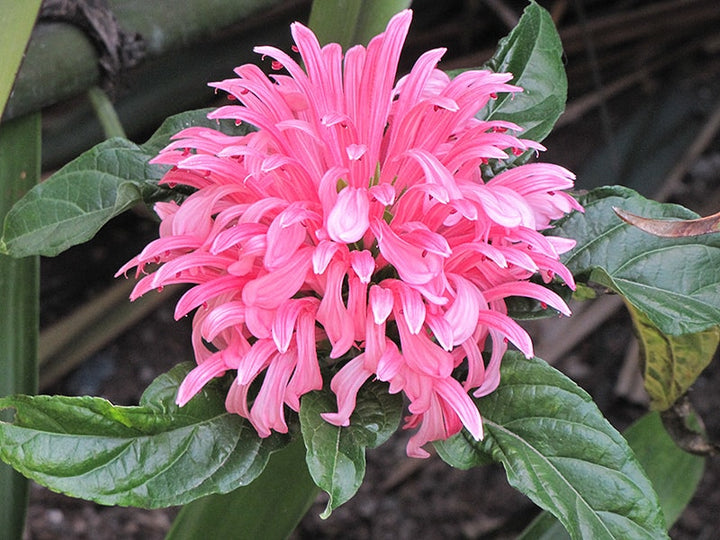 Plumed Flower seeds for Planting – Colorful Display, Heirloom, Non-GMO, High Germination Organic Garden Seeds