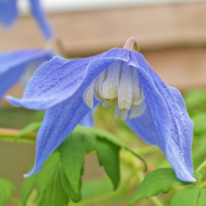 Blue Clematis Flower Seeds for Planting – Heirloom, Non-GMO, Seasonal Bloomer, High Germination