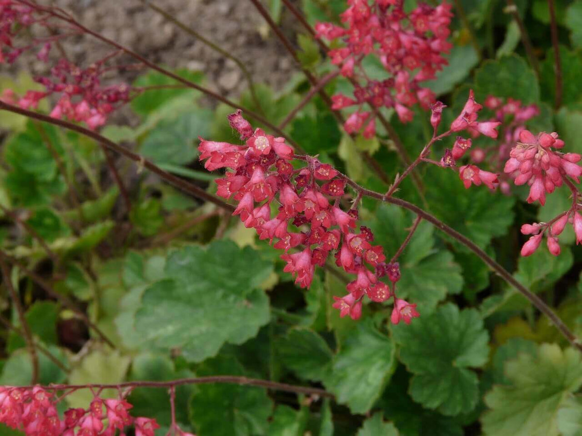 Green Heuchera Flower Seeds for Planting – Heirloom & Non-GMO Garden Seeds